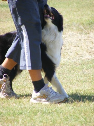 Polly primo piano condotta